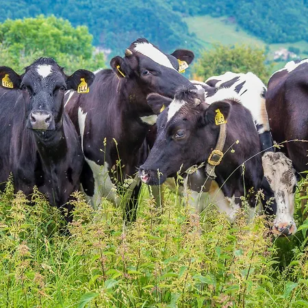 Rifugio Lausen Velo Veronese
