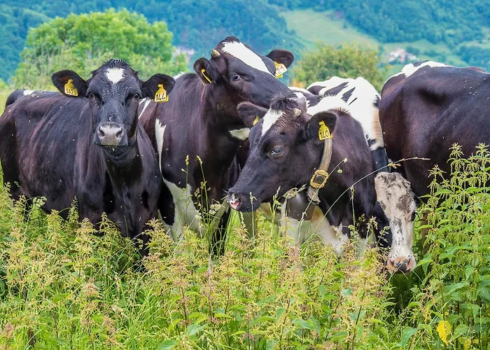 Rifugio Lausen Velo Veronese
